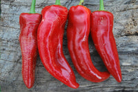 Chilli 