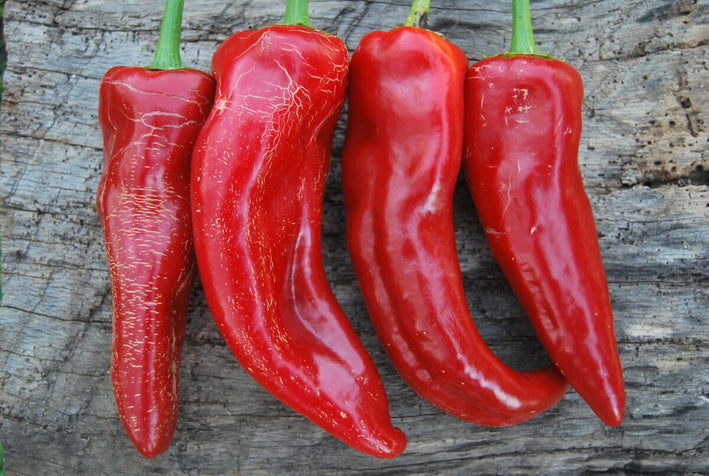 Chilli " Red Horn  " Exotic 50 Vegetable Seeds