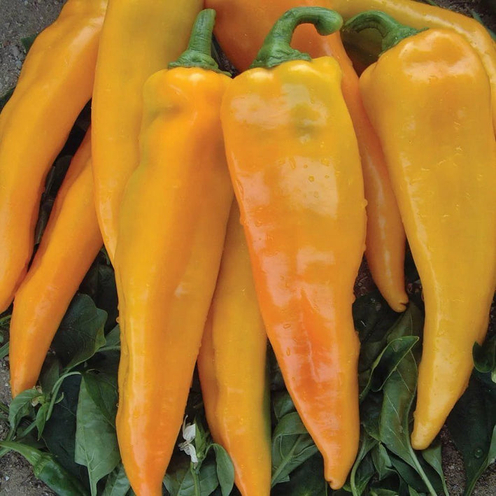 Chilli " Yellow Horn  " Exotic 50 Vegetable Seeds