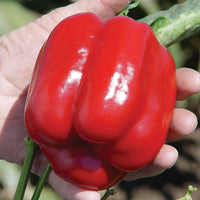 Bell Pepper 