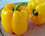 Bell Pepper " Yellow  " Exotic 20 Vegetable Seeds