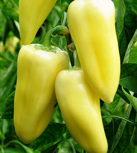 Chilli " White Giant  " Exotic 50 Vegetable Seeds