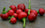 Chilli " Red Cherry  " Exotic 50 Vegetable Seeds