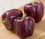 Bell Pepper " Purple  " Exotic 20 Vegetable Seeds