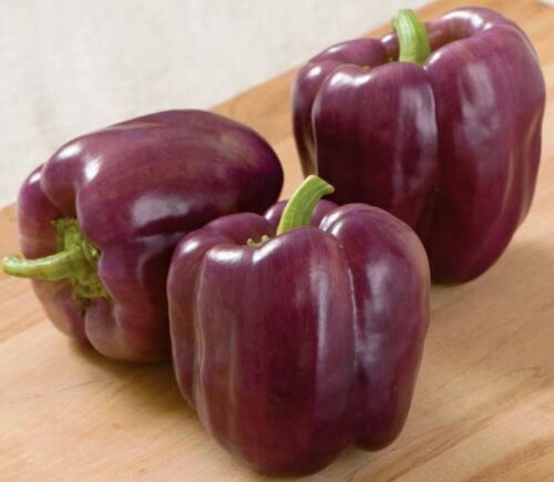 Bell Pepper " Purple  " Exotic 20 Vegetable Seeds