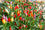 Chilli " Ornamental  " Exotic 50 Vegetable Seeds