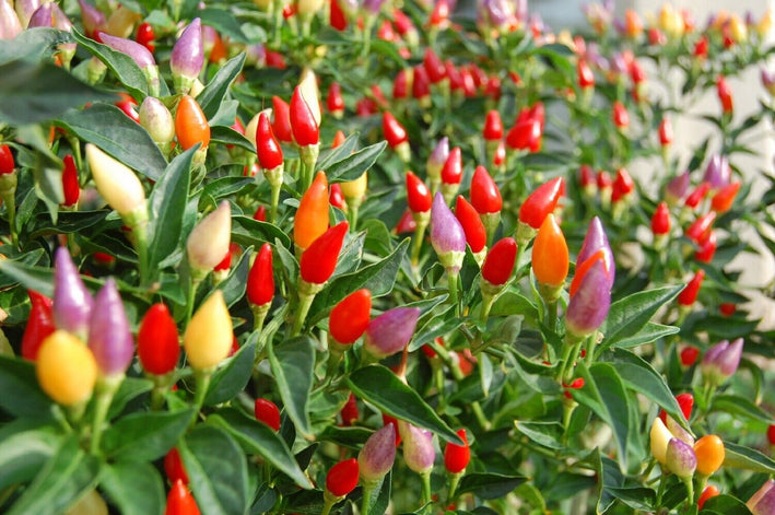 Chilli " Ornamental  " Exotic 50 Vegetable Seeds