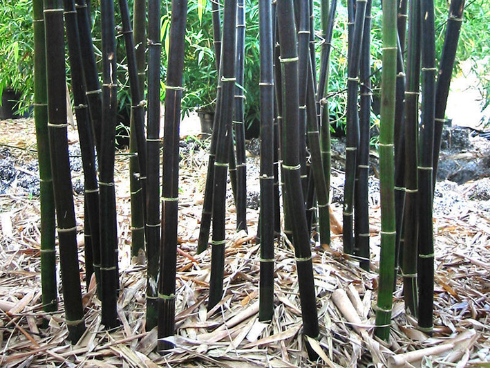 Bamboo " Black  " Exotic 40 Tree Seeds