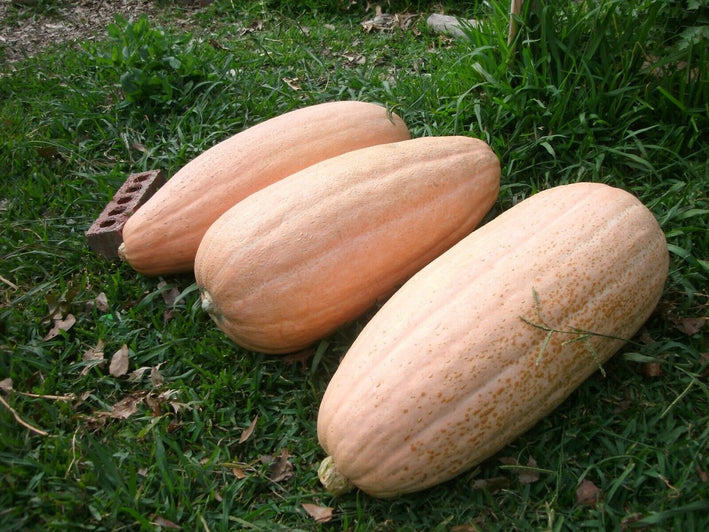 Pumpkin " Sweet Banana  " Exotic 10 Vegetable Seeds