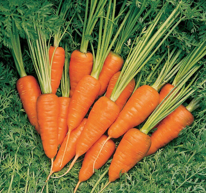 Carrot " Orange Hybrid  " Exotic 40 Vegetable Seeds