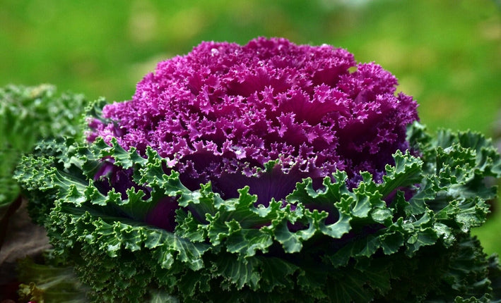 Kale " Large Leaf  " Exotic 20 Vegetable Seeds