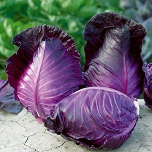 Cabbage " Red Giant  " Exotic 20 Vegetable Seeds