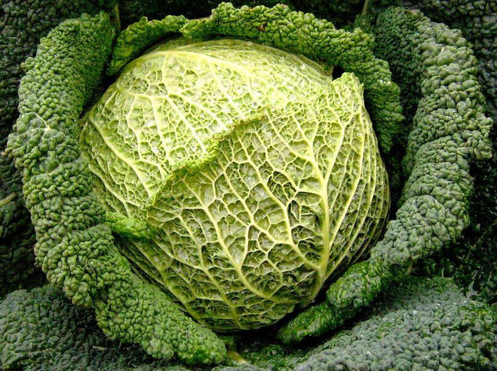 Cabbage " Giant Green  " Exotic 20 Vegetable Seeds