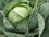 Cabbage " Kharkov Winter  " Exotic 20 Vegetable Seeds