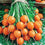 Carrot " Round Hybrid  " Exotic 40 Vegetable Seeds