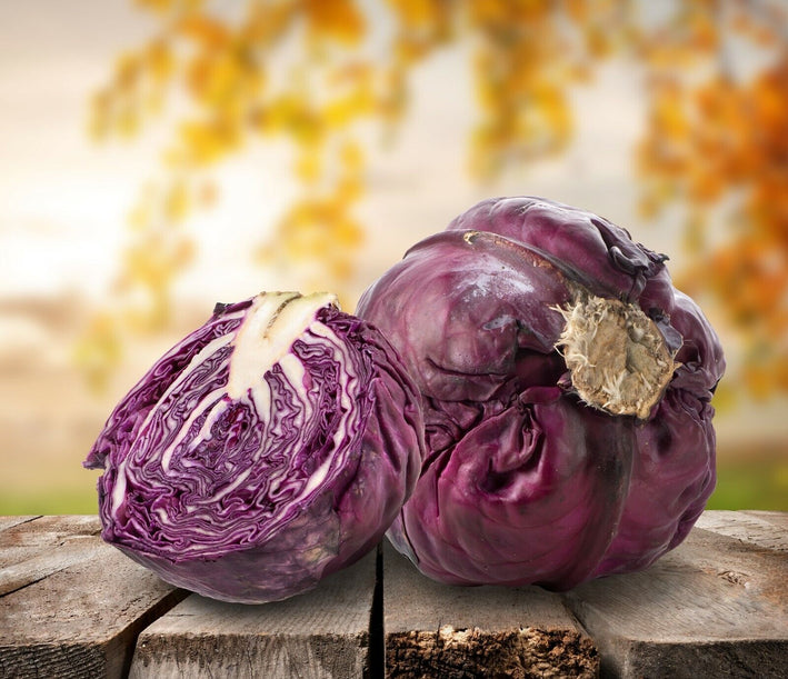 Cabbage " Purple Red  " Exotic 20 Vegetable Seeds