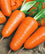 Carrot " Royal Red  " Exotic 40 Vegetable Seeds