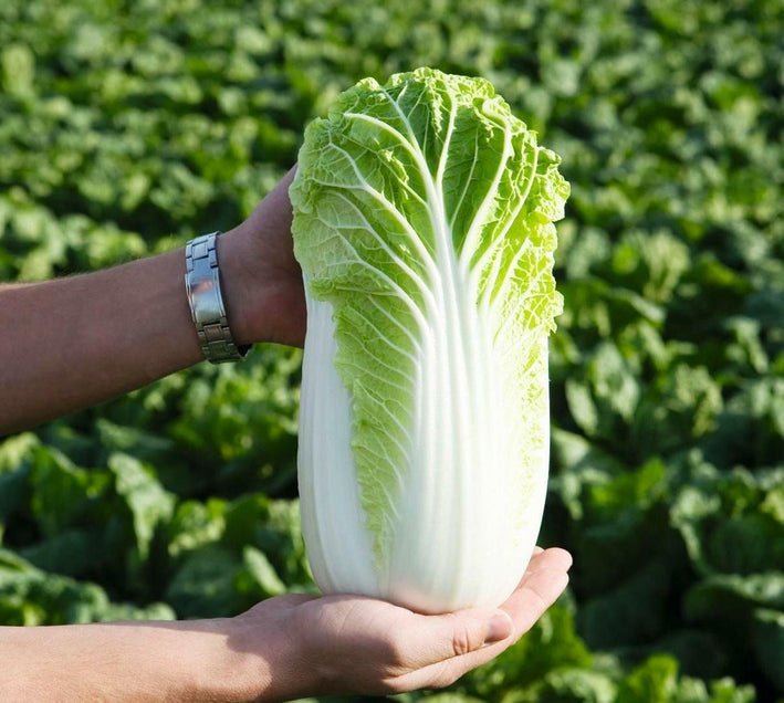 Cabbage " Chinese  " Exotic 20 Vegetable Seeds