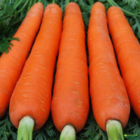 Carrot 