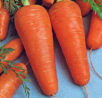 Carrot 