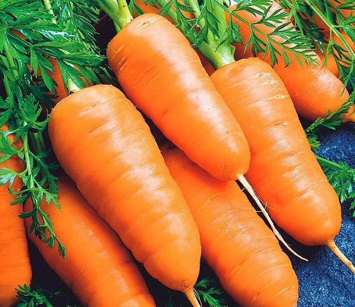 Carrot " Karotel  " Exotic 40 Vegetable Seeds