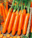 Carrot " Trophy  " Exotic 40 Vegetable Seeds