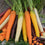 Carrot " Mixed  " Exotic 40 Vegetable Seeds