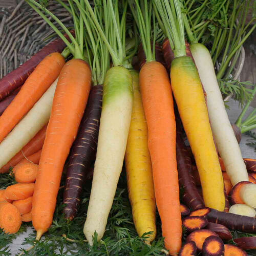 Carrot " Mixed  " Exotic 40 Vegetable Seeds