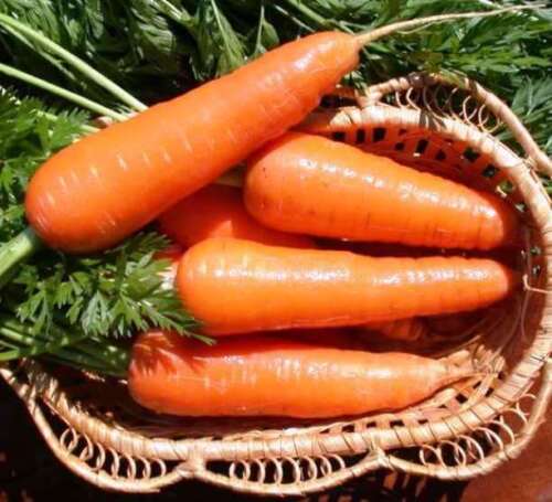 Carrot " Winter Moscow  " Exotic 40 Vegetable Seeds