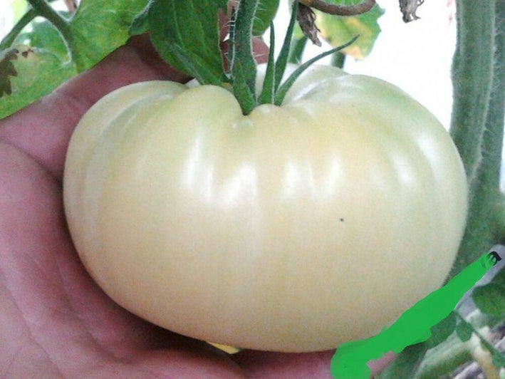 Tomato " Giant White  " Exotic 100 Vegetable Seeds