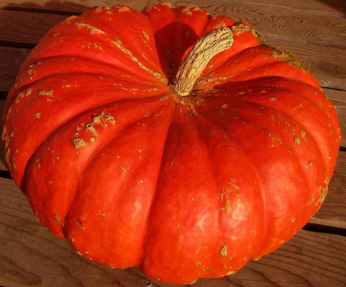 Pumpkin " Red Giant  " Exotic 10 Vegetable Seeds