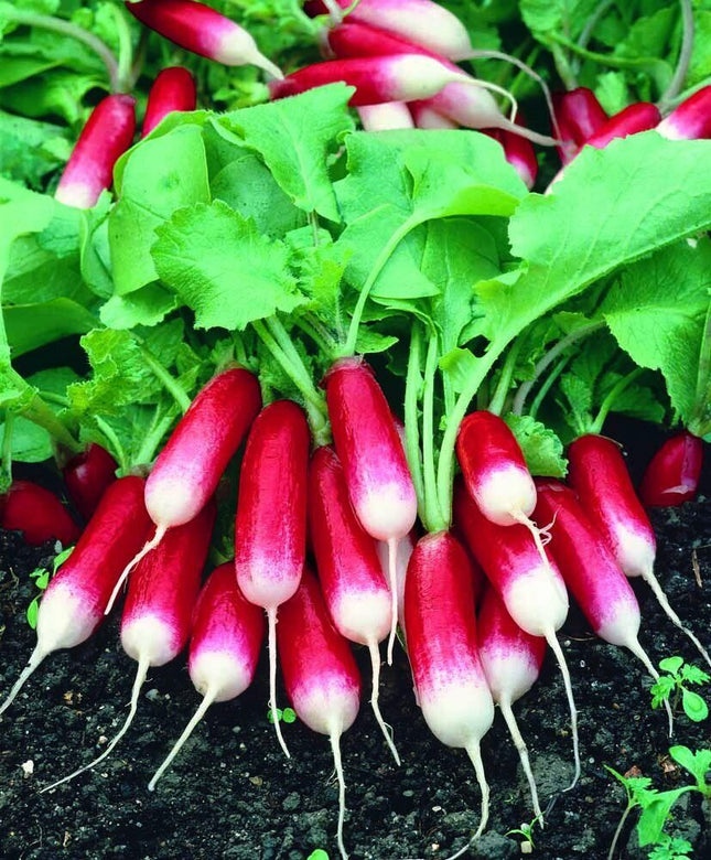 Radish " French Hybrid  " Exotic 20 Vegetable Seeds