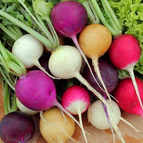 Radish " Rainbow Mix  " Exotic 20 Vegetable Seeds