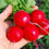 Radish " Red  " Exotic 20 Vegetable Seeds