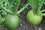 Radish " Green  " Exotic 20 Vegetable Seeds