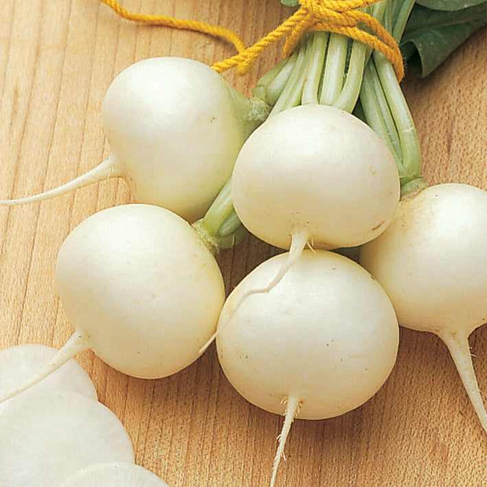 Radish " White  " Exotic 20 Vegetable Seeds