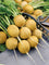 Radish " Yellow  " Exotic 20 Vegetable Seeds