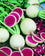 Radish " Pink Glitter  " Exotic 20 Vegetable Seeds