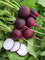 Radish " Purple  " Exotic 20 Vegetable Seeds