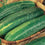 Cucumber " Str_aight Eight  " Exotic 20 Vegetable Seeds