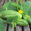 Cucumber " Boston Pickling  " Exotic 20 Vegetable Seeds