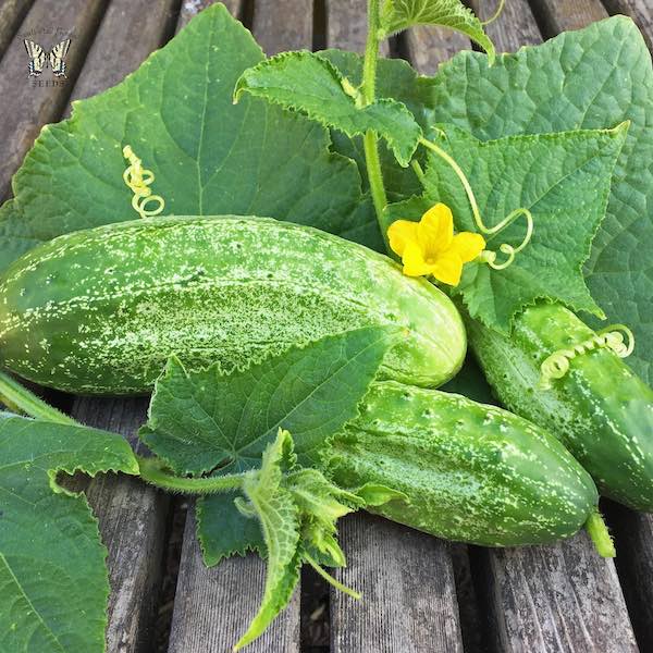 Cucumber " Boston Pickling  " Exotic 20 Vegetable Seeds