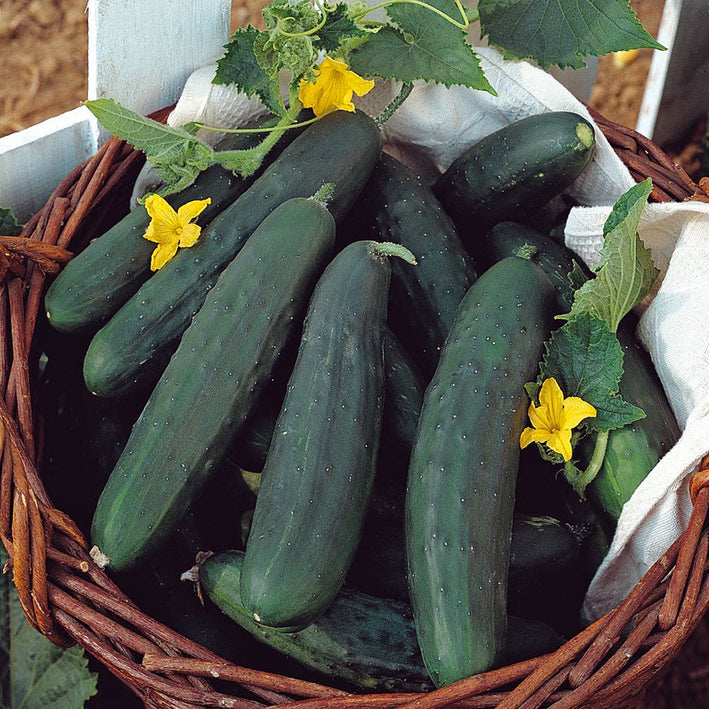 Cucumber " Tasty Green  " Exotic 20 Vegetable Seeds