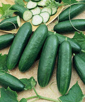 Cucumber 