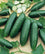 Cucumber " Diva  " Exotic 20 Vegetable Seeds