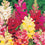 Antirrhinum " Intermediate Mixed  " Exotic 30 Flower Seeds