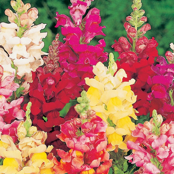 Antirrhinum " Intermediate Mixed  " Exotic 30 Flower Seeds