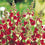 Antirrhinum " Night and Day  " Exotic 30 Flower Seeds