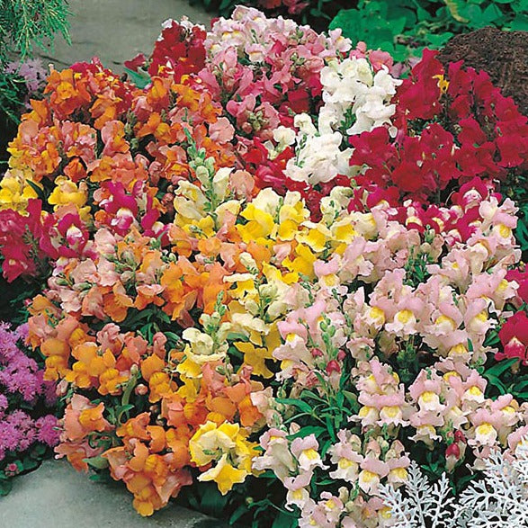 Antirrhinum " Tom Thumb Mixed  " Exotic 30 Flower Seeds