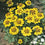 French Marigold " Dainty Marietta  " Exotic 30 Flower Seeds